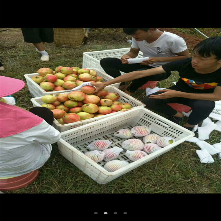 大果石榴树 山东石榴树苗 卖石榴树苗