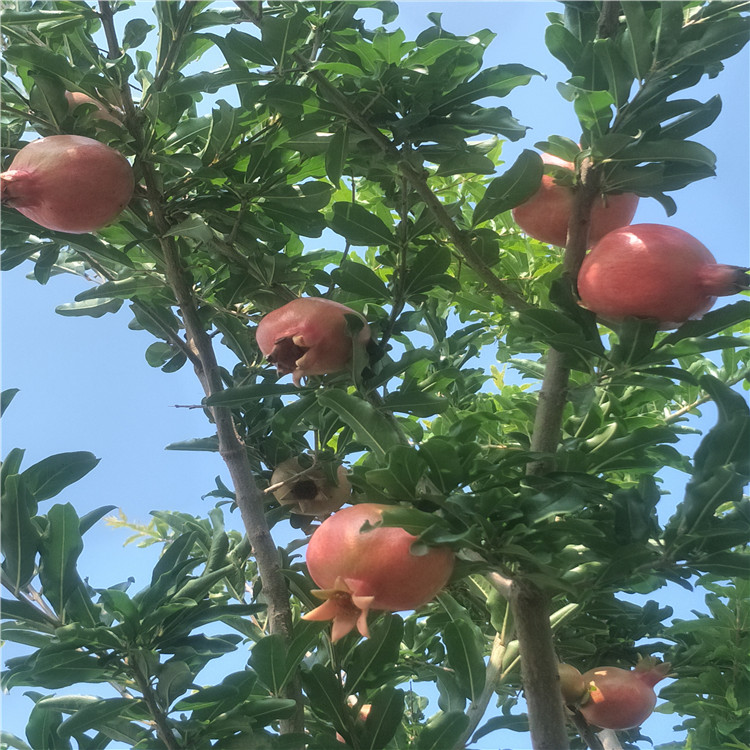 突尼斯軟籽石榴苗 石榴樹苗批發(fā)價格 泰山紅石榴樹苗