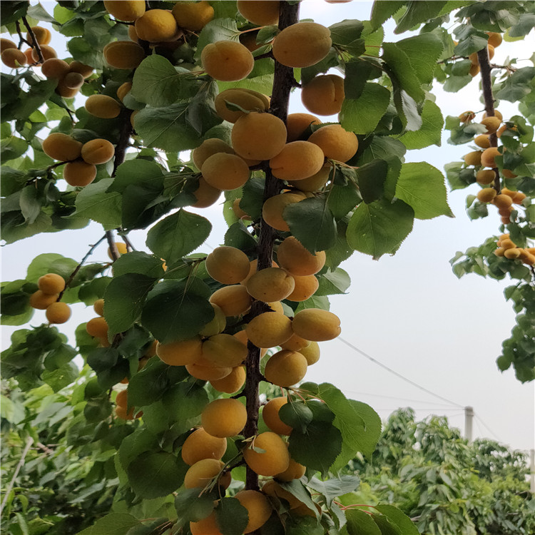 荷兰香蜜杏 可以用仁杏树苗