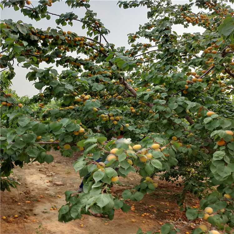 荷兰香蜜杏 可以用仁杏树苗