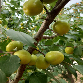 杏树苗珍珠油杏杏树亩产量