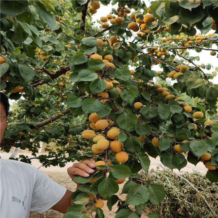 8公杏树基地占地杏树