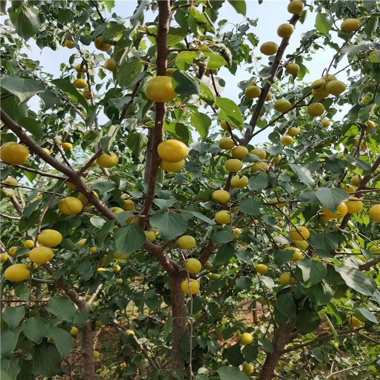 4年杏树苗供应杏树苗基地