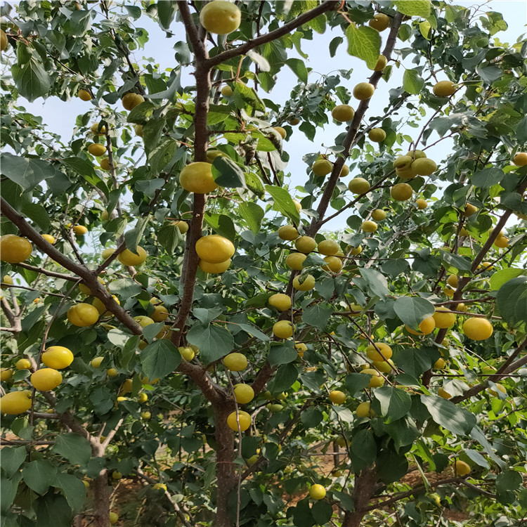 仁用杏樹苗供應(yīng)杏樹苗基地
