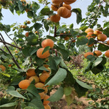 8公杏树基地占地杏树图片4