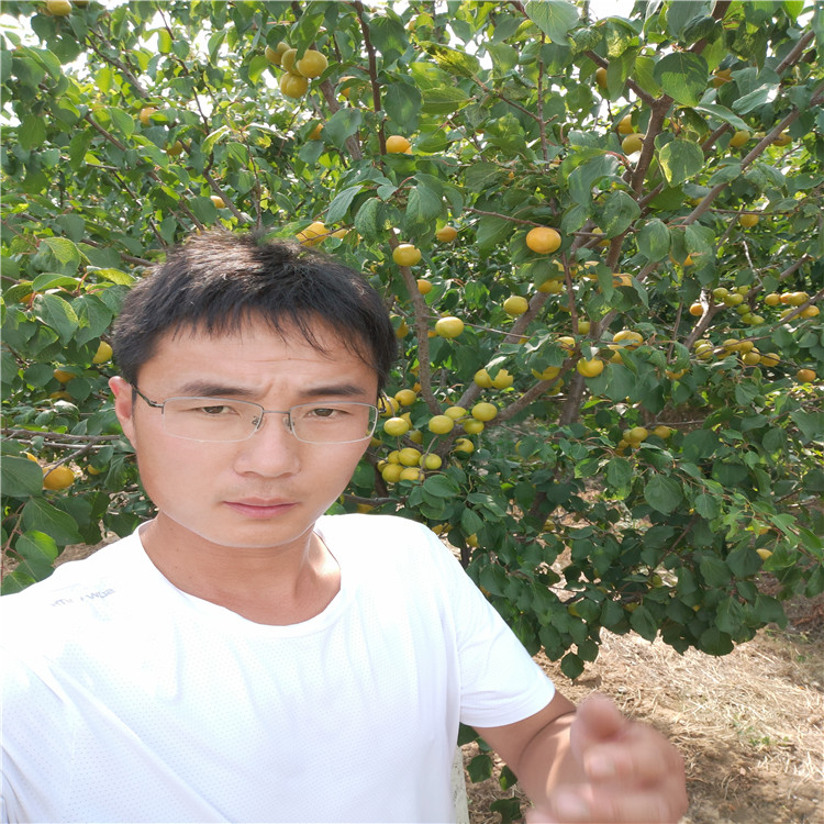 可以用仁杏樹苗杏樹苗苗木價格