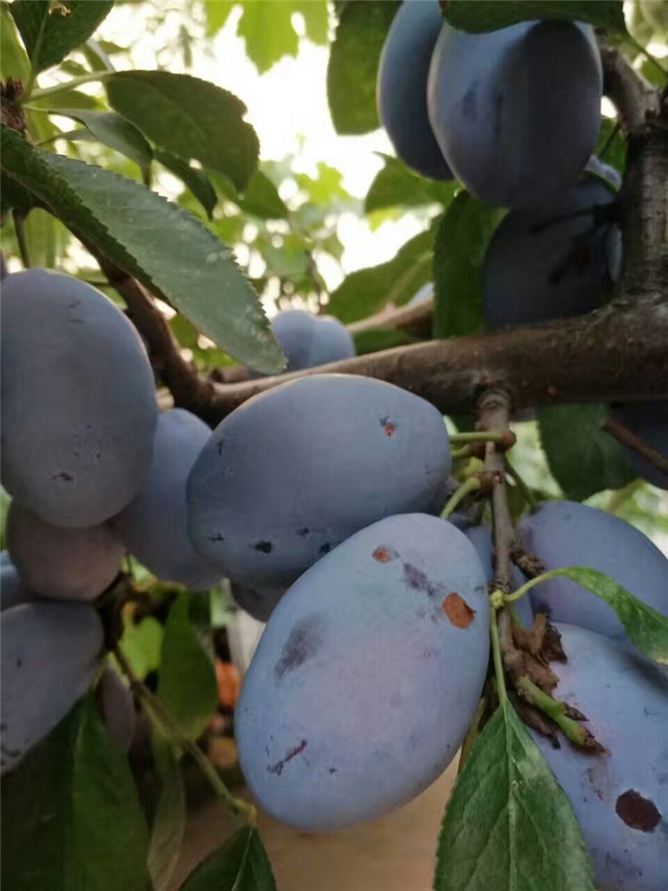 味帝李子好吃嗎 黑李子樹苗