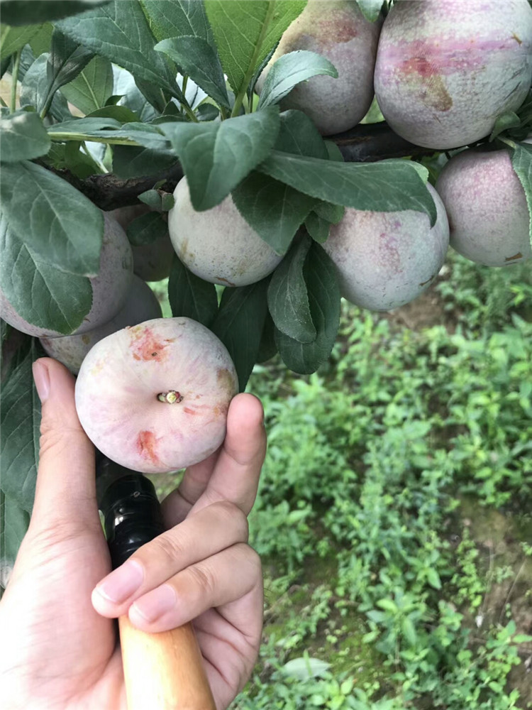 味帝李子好吃嗎 黑李子樹苗