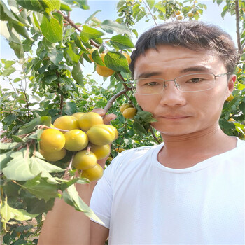 泰安杏樹基地4公分杏樹