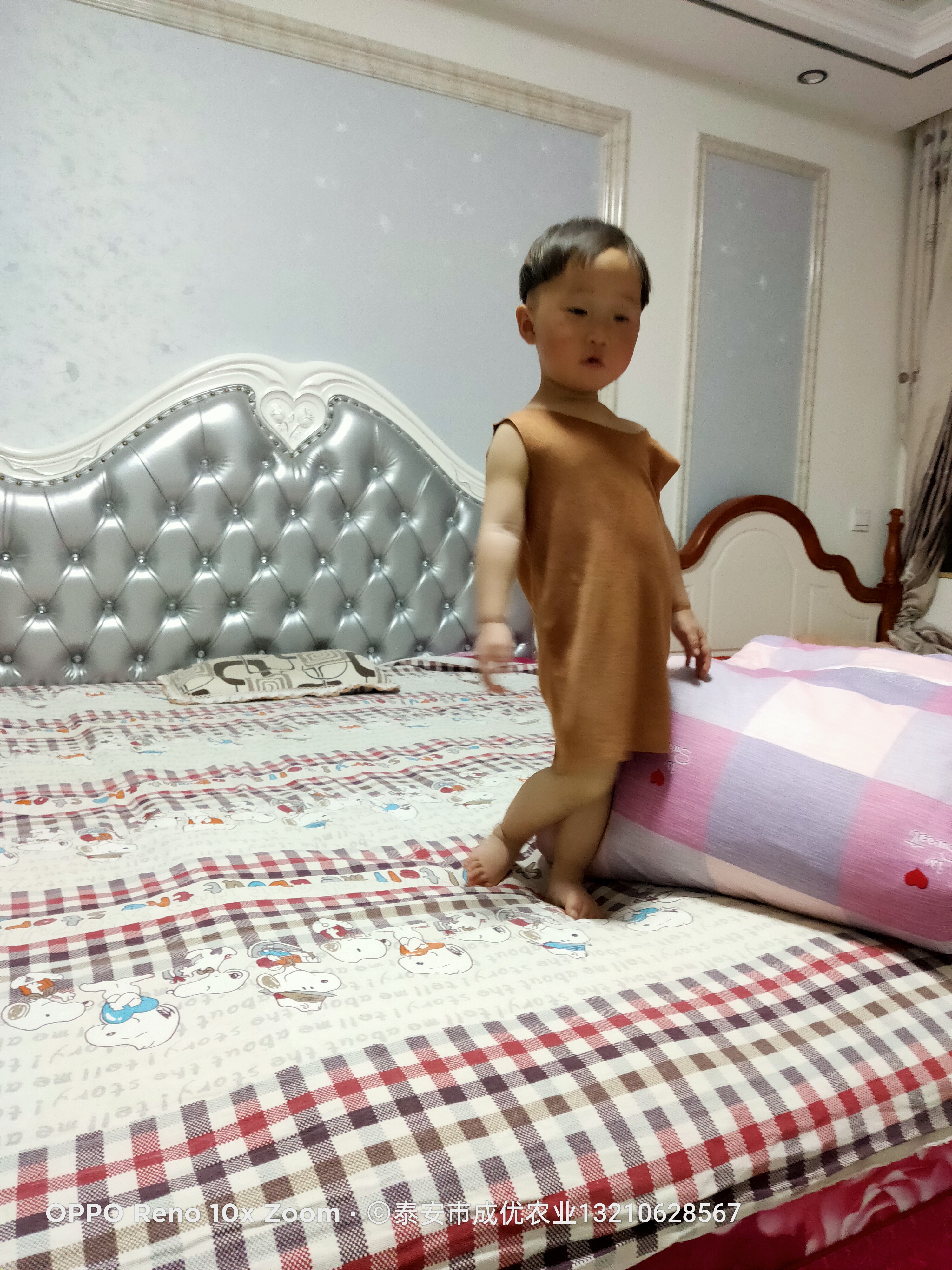 求購皂角苗 皂角小苗基地皂角苗價(jià)格