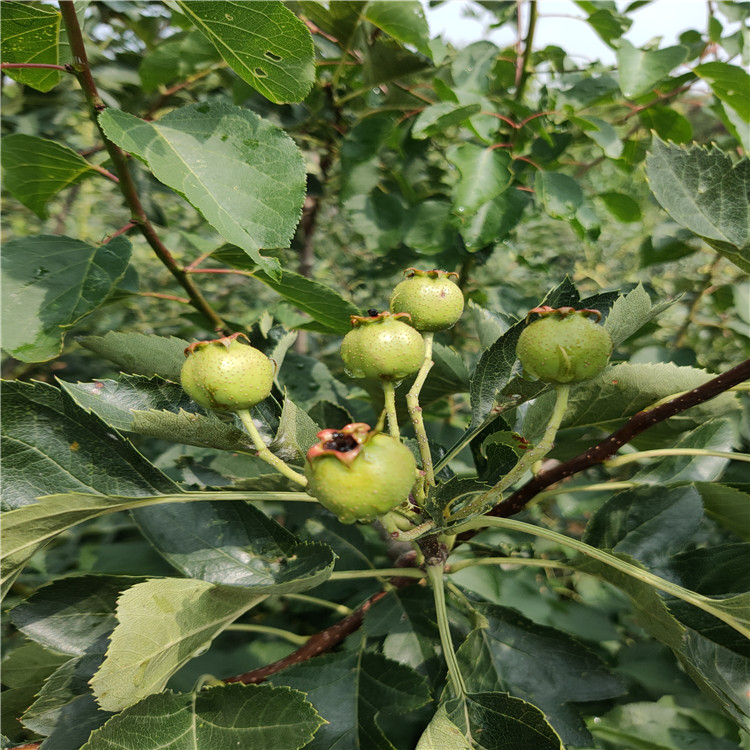 泰安山楂苗批發(fā)山楂苗價(jià)格批發(fā)出售山楂苗