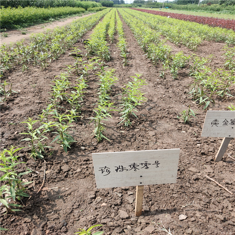 山楂苗規(guī)格山楂苗價格5公分山楂樹