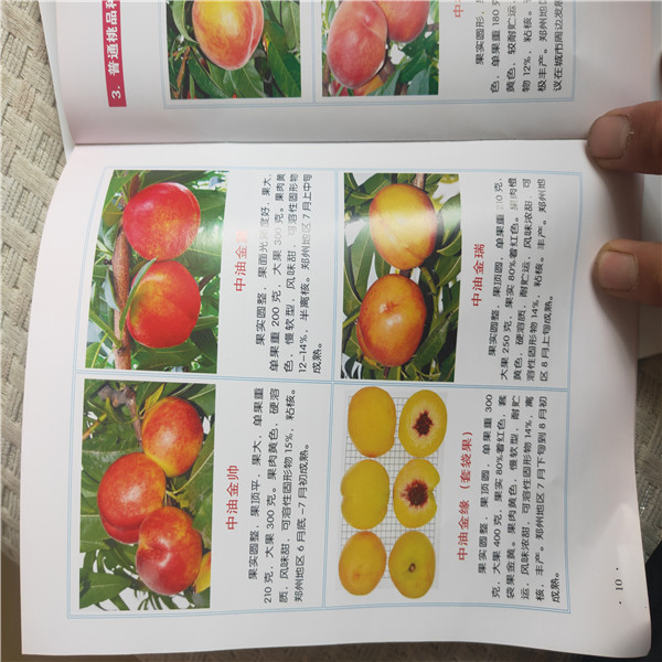 桃樹新品種 桃樹品種及價格