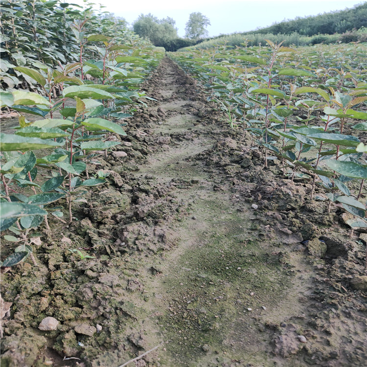 矮化鲁丽苹果苗 苹果树几年结果