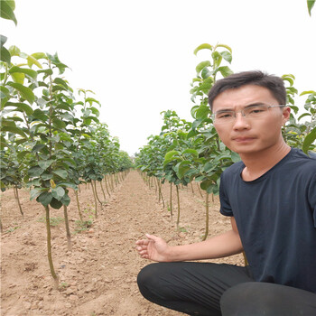 鲁丽几年挂果苹果苗好品种