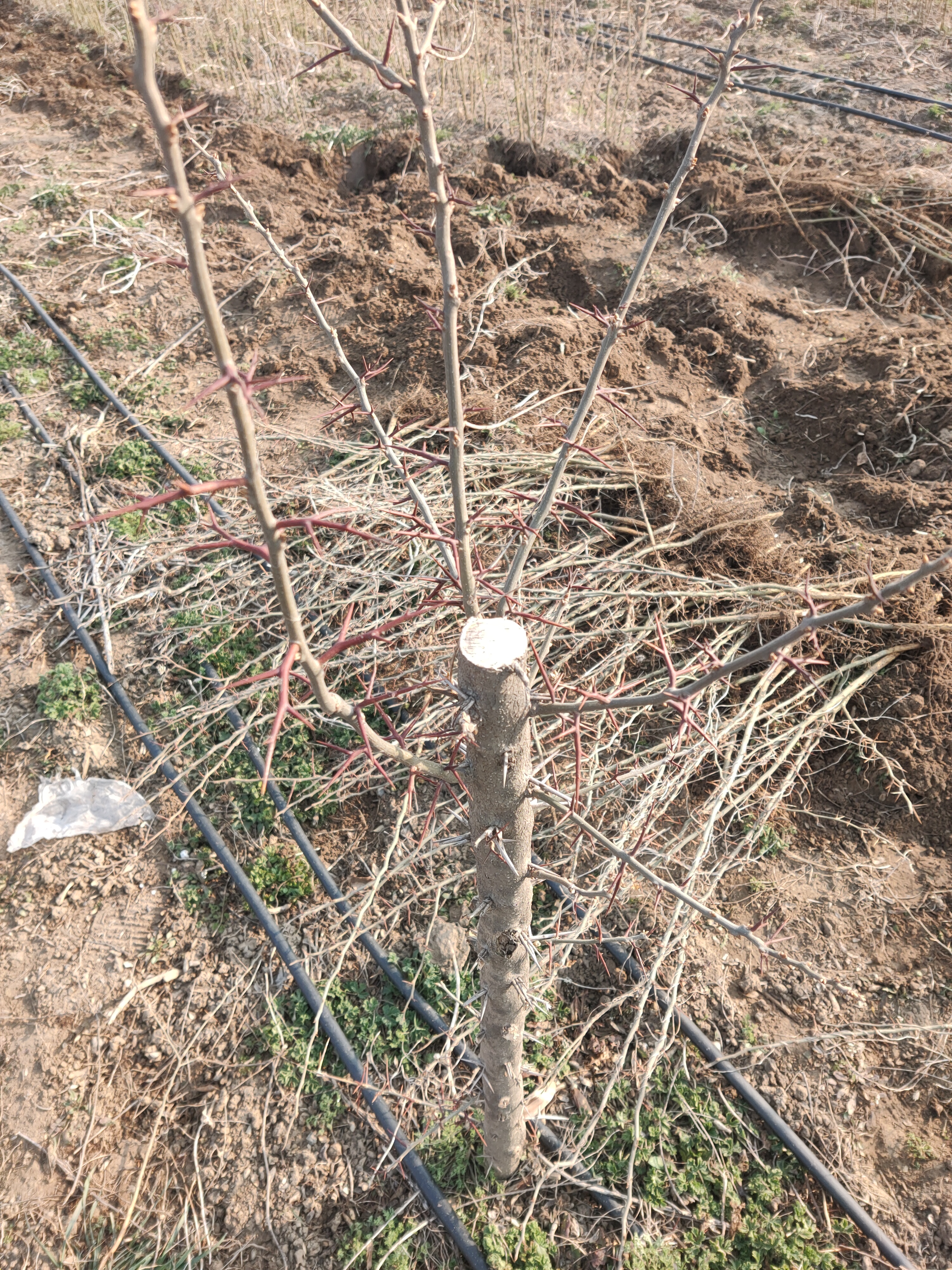 皂角苗基地 皂角树种植