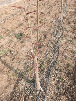 皂角种子皂角苗基地批发