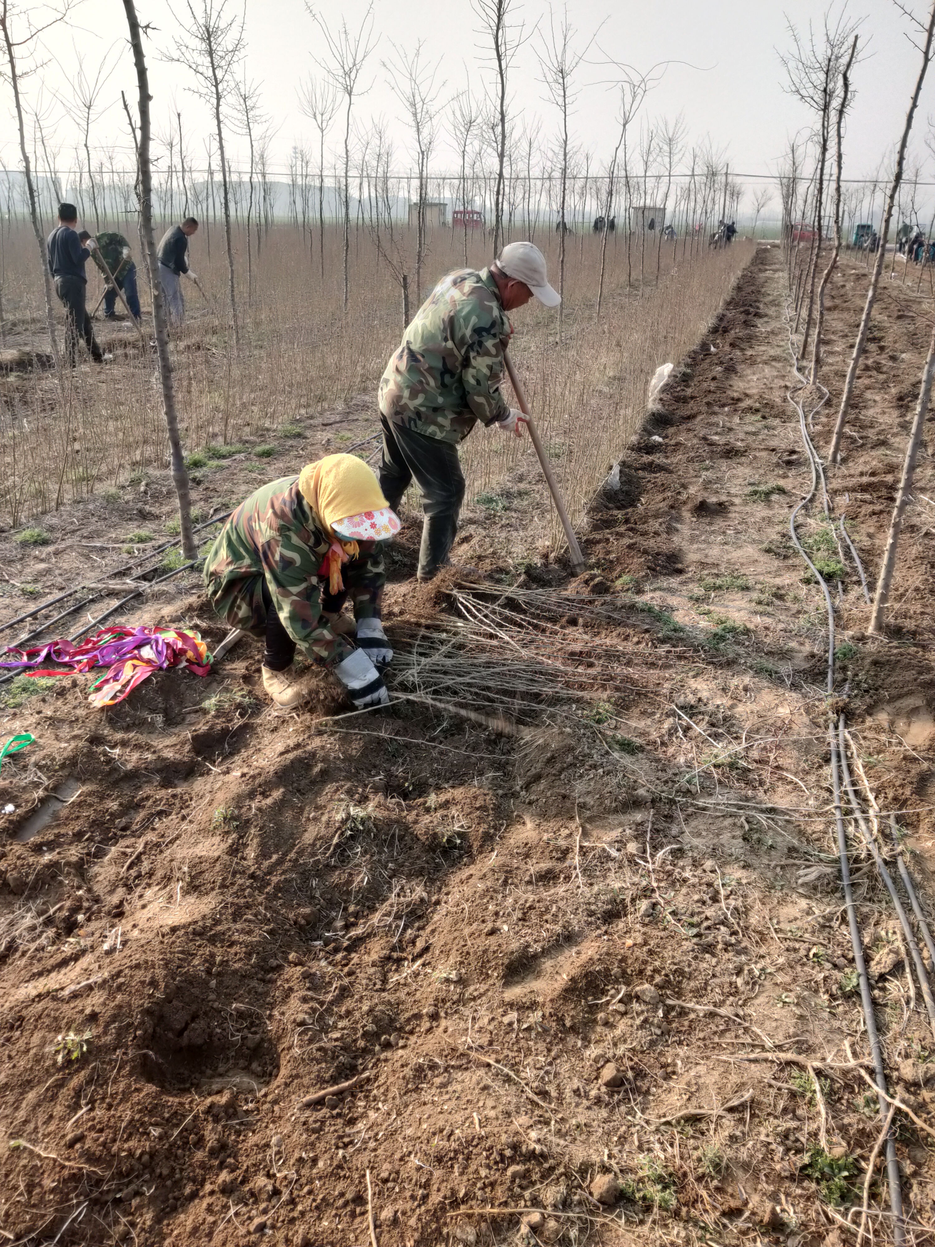 皂角苗基地 皂角苗收购中心