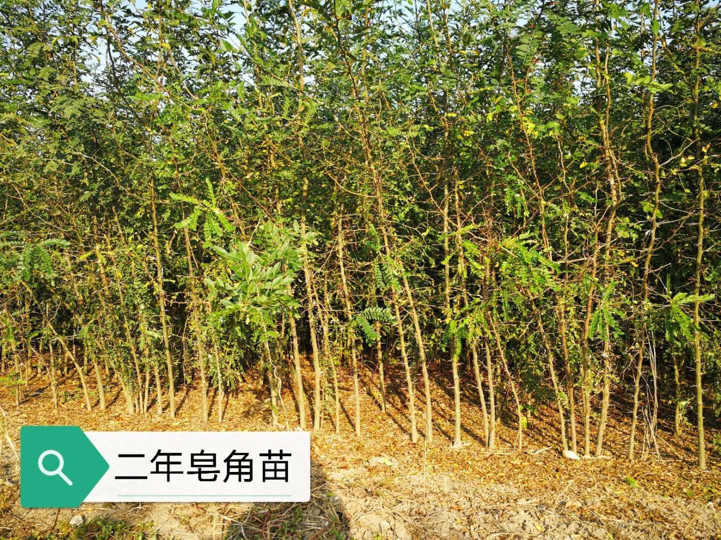皂角樹(shù) 皂角苗收購(gòu)中心