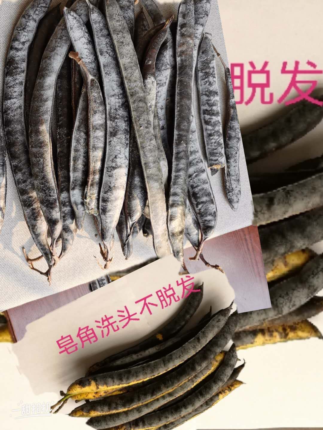 山東皂角苗基地 1公分皂角苗