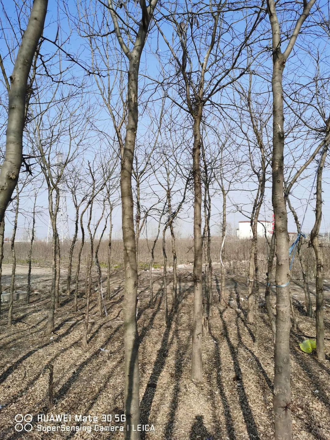 皂角苗基地 皂角树种植