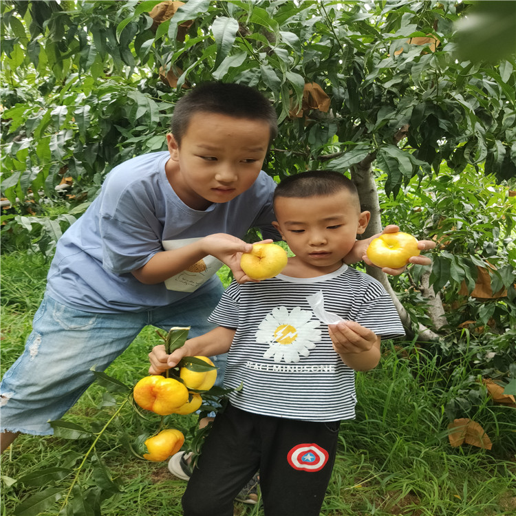 油蟠桃 油蟠桃功效