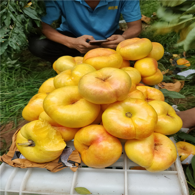 泰安油蟠桃基地黄金蜜油蟠桃