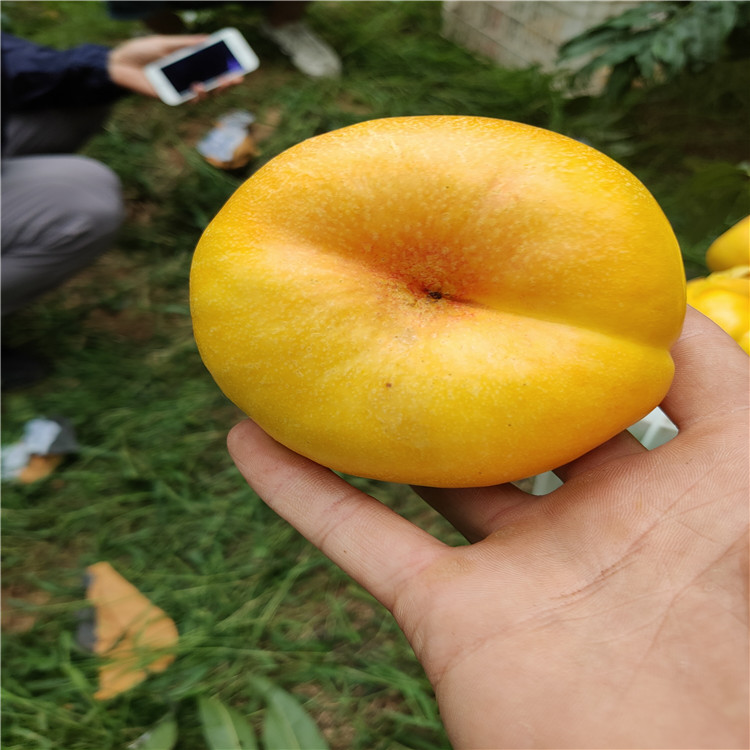 油蟠桃 油蟠桃功效