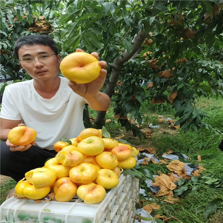 黃金蟠桃綠油蟠桃