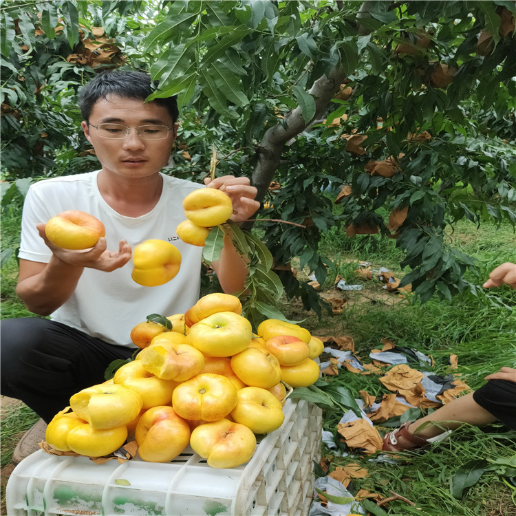 泰安油蟠桃基地黄金蜜油蟠桃