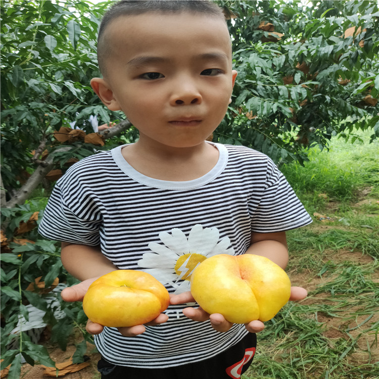黃金蟠桃綠油蟠桃