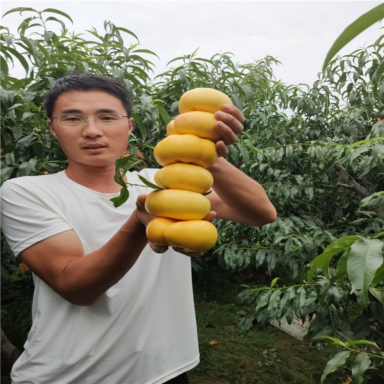 油蟠桃油蟠桃品种介绍