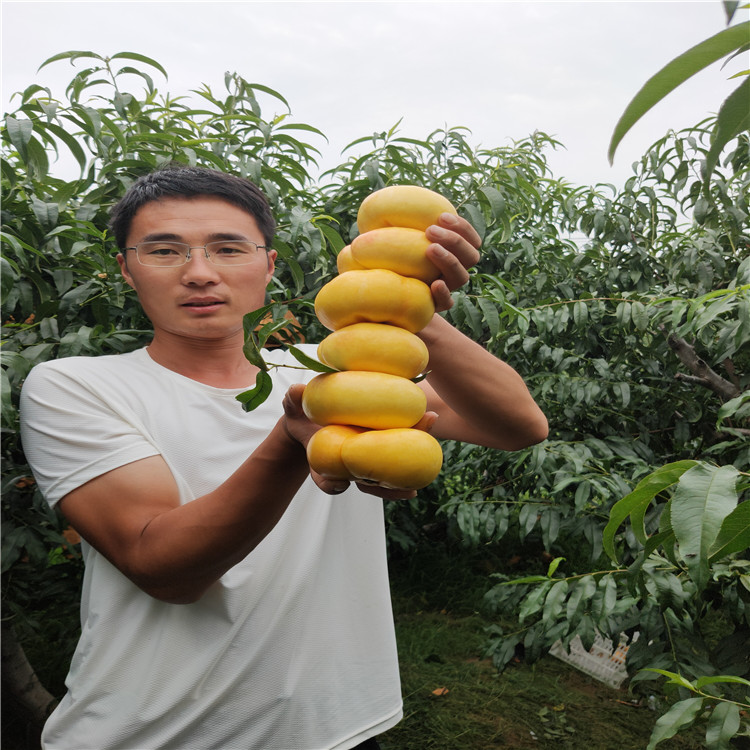 油蟠桃 油蟠桃功效