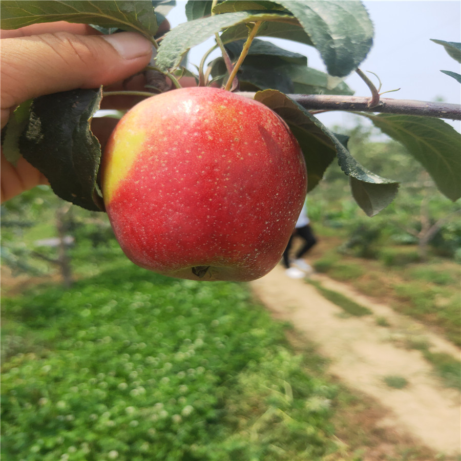 苹果苗那个好富士苹果树苗