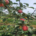 矮化苹果树苗河北苹果树苗图片5