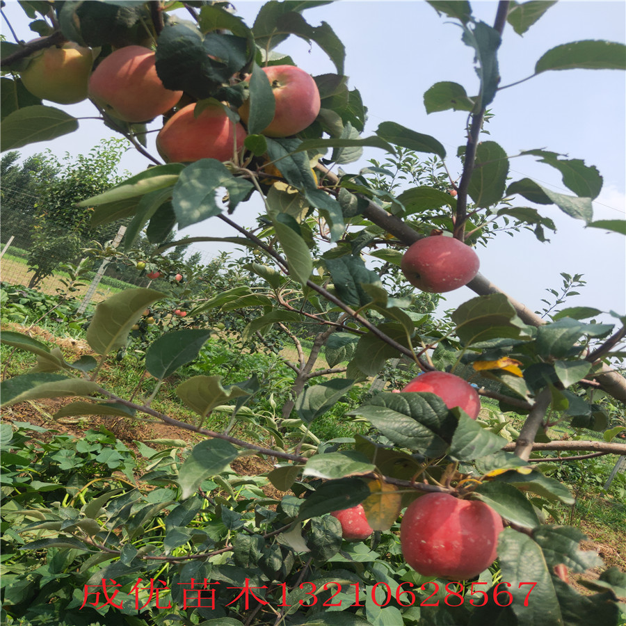 鲁丽苹果树沈阳苹果树苗