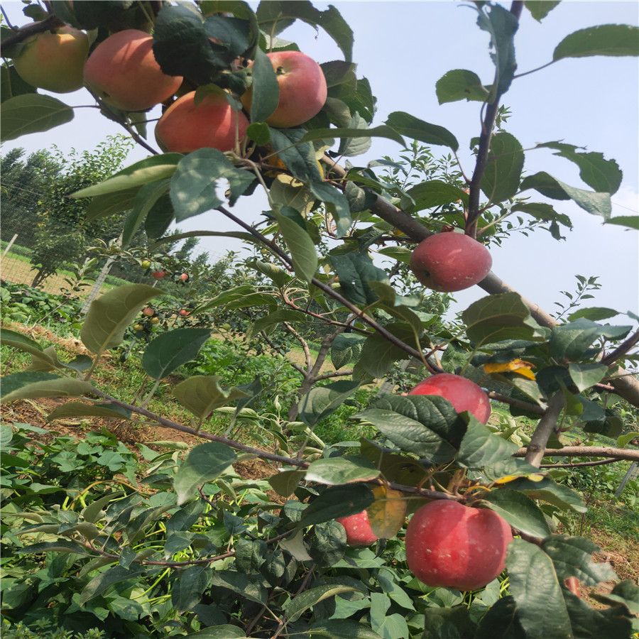 3公分苹果苗礼泉苹果树苗