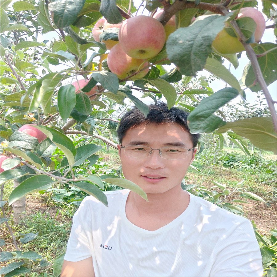 魯麗蘋果苗紅蘋果樹苗