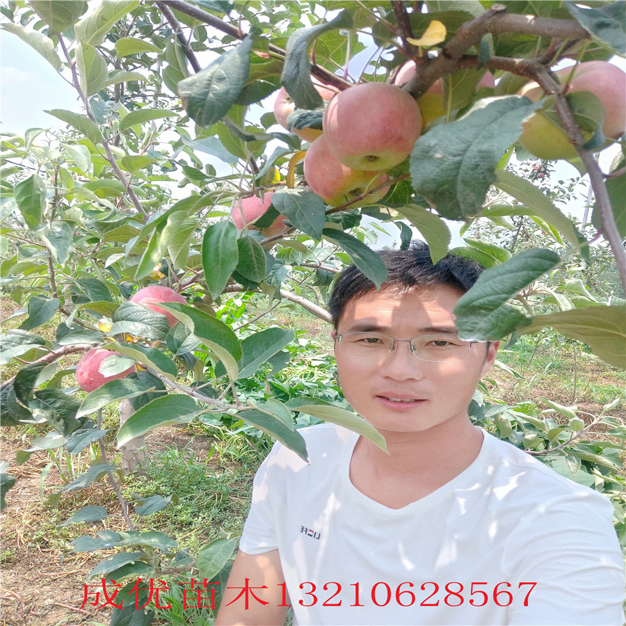 3公分蘋果苗蘋果樹小樹苗