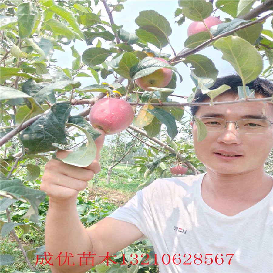 水蜜桃蘋果苗紅肉蘋果樹苗