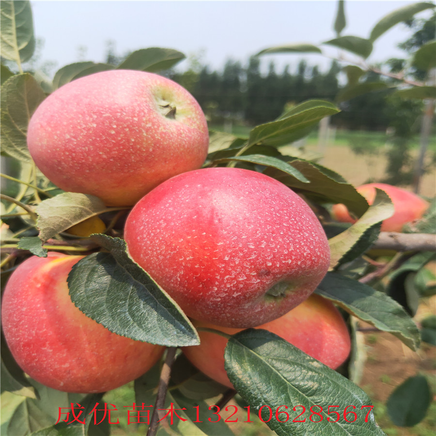 魯麗蘋果苗紅蘋果樹苗