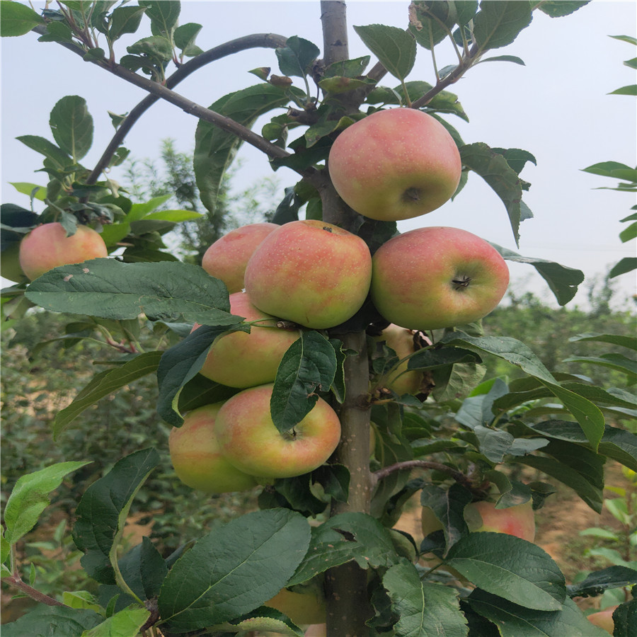 鲁丽苹果树富士苹果树苗