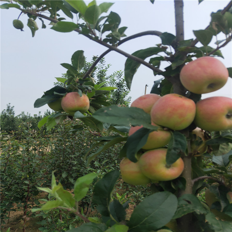 鲁丽苹果树沈阳苹果树苗