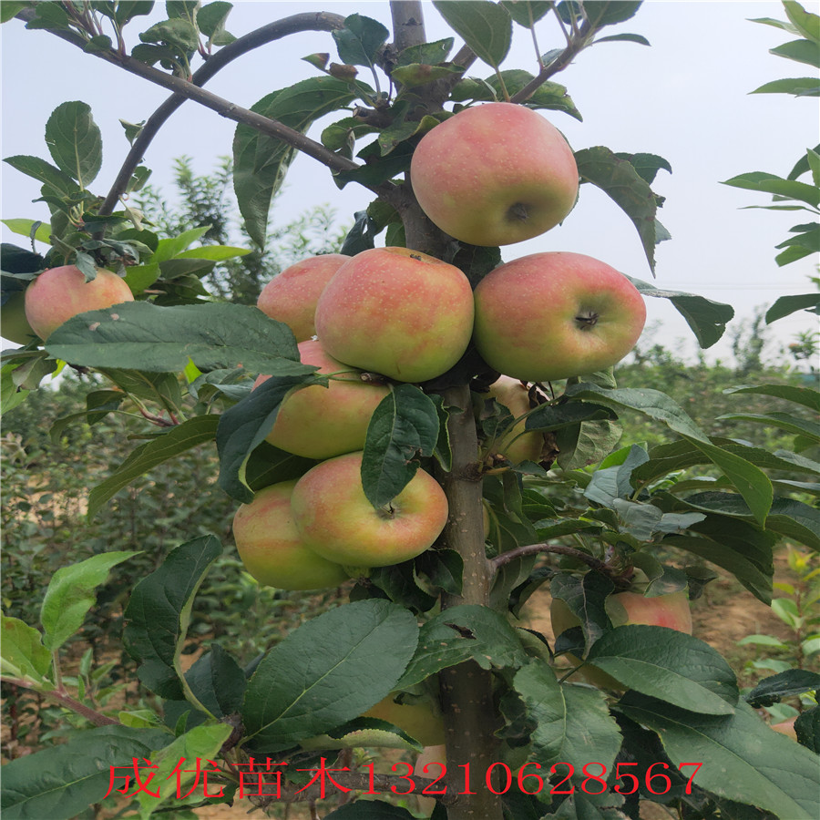 矮化蘋果苗禮泉蘋果樹苗