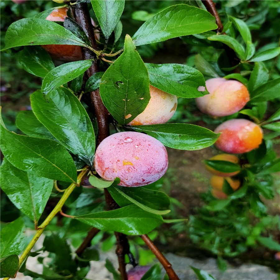 空心李子树苗2年味帝李子苗