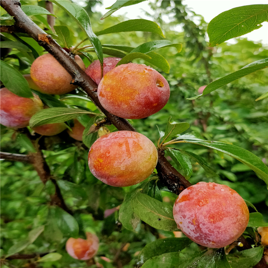 新品種李子樹苗味帝李子苗