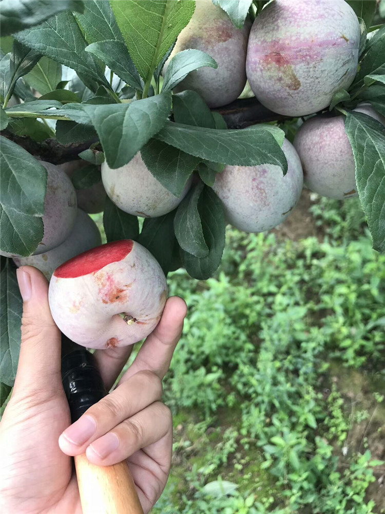 空心李子树苗2年味帝李子苗