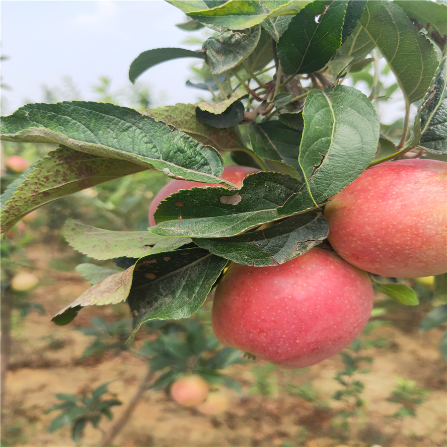 山东红富士苹果苗 早熟苹果树苗