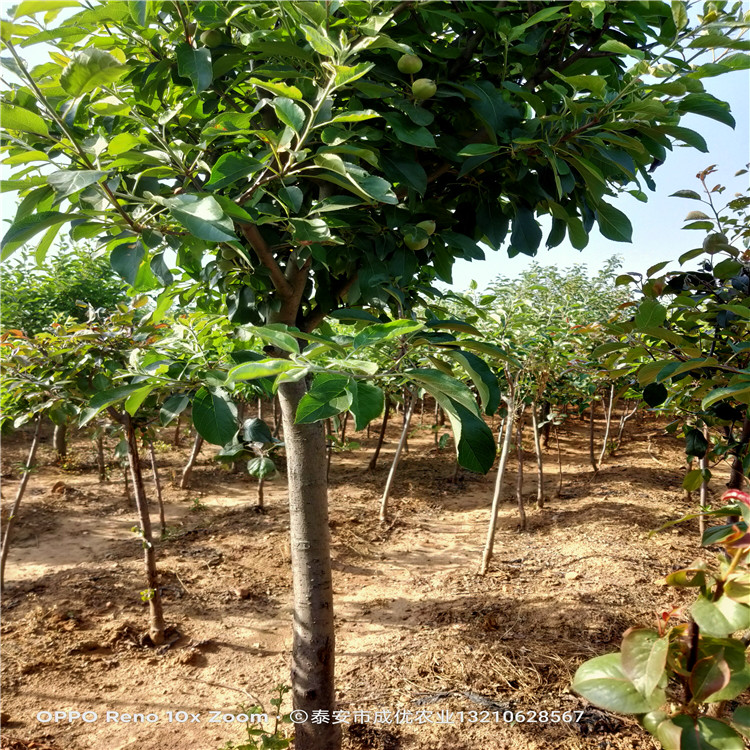 苹果苗大全 苹果苗种植技术