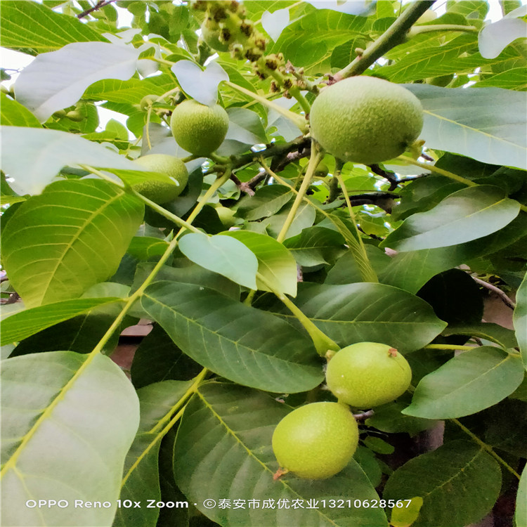 维纳斯黄金苹果 苹果苗管理技术